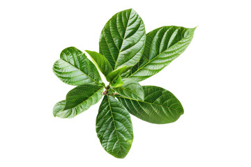 Lush green guava foilage isolated on transparent background
