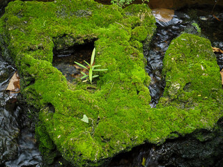 Green moss on the stones in the garden   