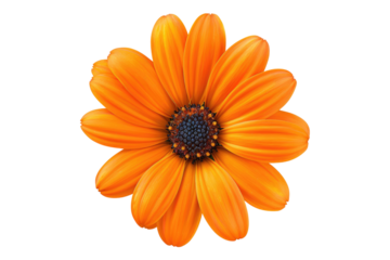 Orange flower isolated on transparent background