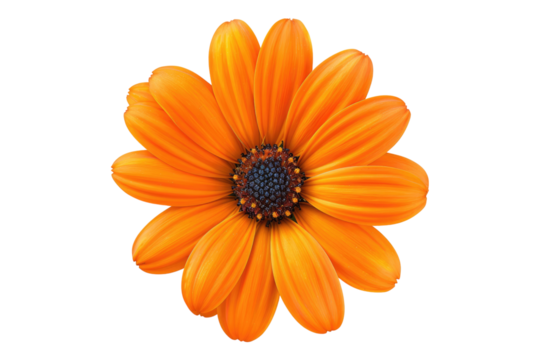 Orange flower isolated on transparent background - Powered by Adobe
