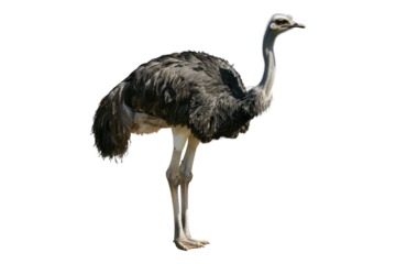 Ostrich isolated on transparent background