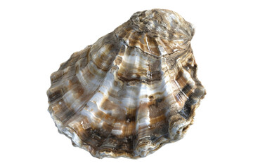 Obraz premium Oyster isolated on transparent background