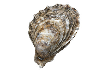 Oyster isolated on transparent background