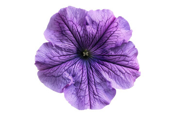 Petunia flower isolated on transparent background