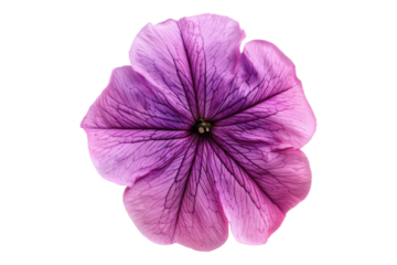 Petunia flower isolated on transparent background