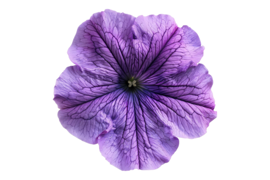 Petunia flower isolated on transparent background