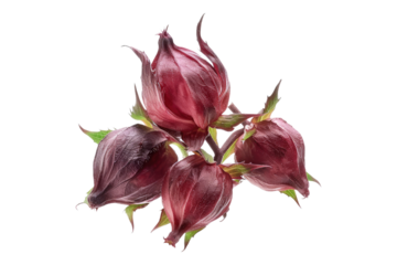 Rosella fruits isolated on transparent background