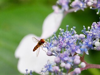 bee on a flower