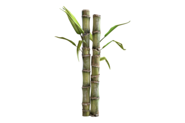 Sugar cane stalk isolated on transparent background