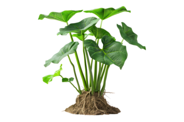 Taro isolated on transparent background