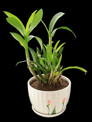A potted plant