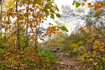 Autumn landscape with yellow leaves on the trees and path in the forest
