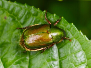 リュウキュウスジコガネ