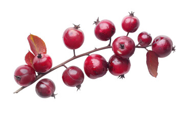 Delicious Serviceberry Close-Up Isolated On Transparent Background