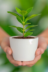 Hands Holding Small Potted Plant with Green Leaves
