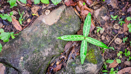 The herbal plant Gardneria that grows near the black rocks.