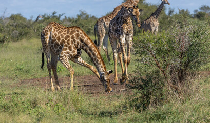 A giraffe eating bones for calcium and phosphorus while another giraffe covered in warts caused by papillomavirus approaches to also eat bones in a clear patch in Kruger National Park in South Africa.