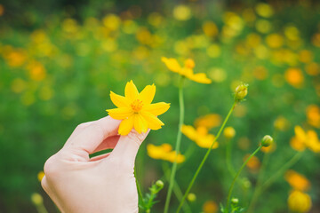Young Boy Riding a Tricycle on a Flower-lined Path
