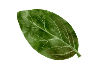 Obraz premium Fresh spinach leaf with keywords related to agriculture, cooking, nutrition, and healthy eating