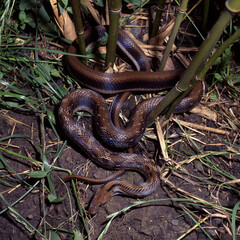 Trinket Snake a  nonvenomous reptile