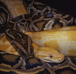 Two Burmese python one albino