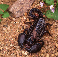 Emperor Scorpion with his babies