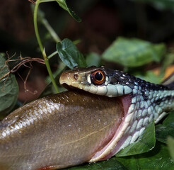 common garter snake Devouring a fish