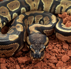 Royal python a snake used like pet