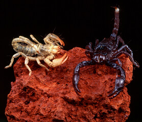 Pandinus imperator arachnid with his molt