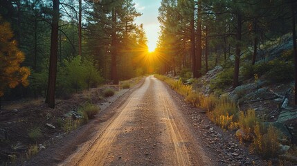 Obraz premium Sun-Drenched Forest Path