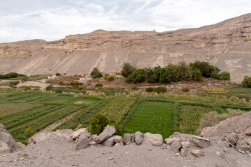 Lasana Valley, in the Atacama Desert, where the contrast between the vegetation and the desert is observed