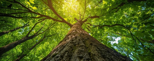 Fototapeta premium Looking up at a tall tree with green leaves and sunlight shining through