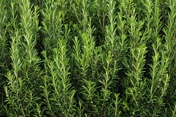Obraz premium Rosemary.