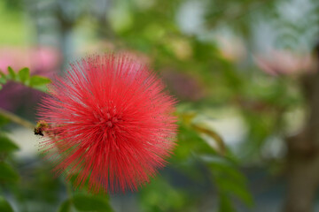 オオベニゴウカンの花
