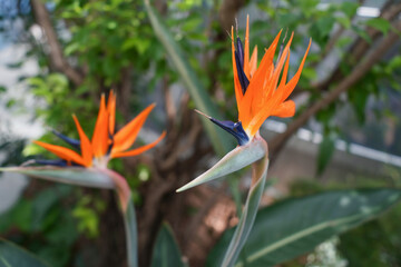 Obraz premium 優美なゴクラクチョウカ