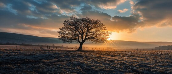 Solitary Tree at Sunrise