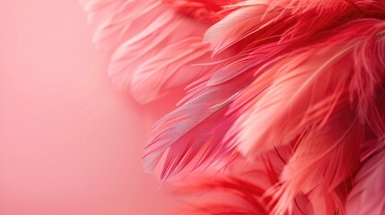 Obraz premium Red and pink feathers on pink backdrop for product design and cosmetics symbolizing love and gentleness
