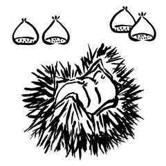 墨と筆で書いた栗とイガのイラスト　手書き