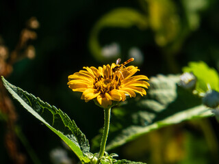 Closeup photo of a yellow heliopsis flower against a dark green background
