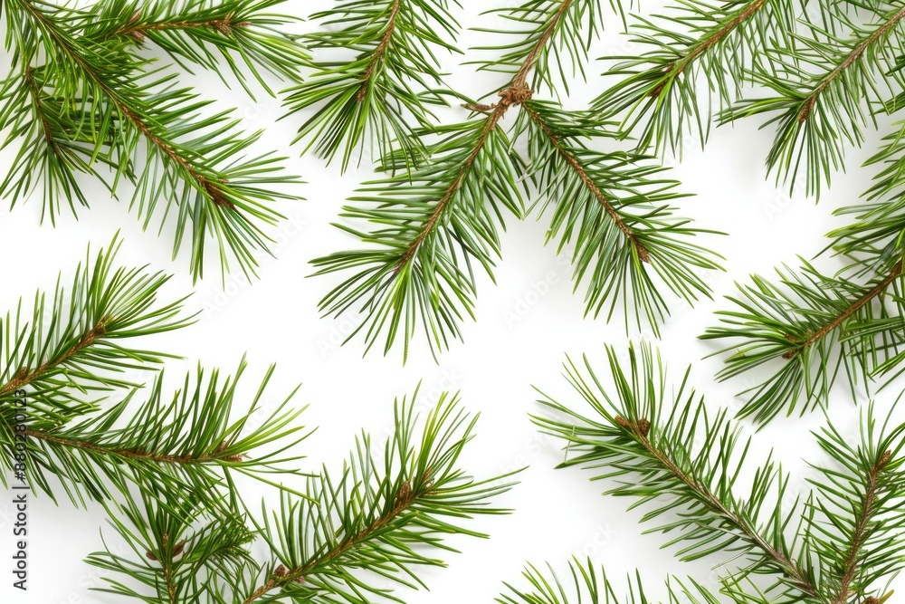 Poster a detailed view of a pine tree's branch with needles and buds