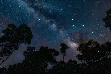 Fototapeta premium A view of a starry night sky above treetops with the Southern Cross and Milky Way clearly visible