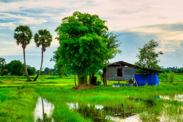 Green rice fields grown by cuttings one by one