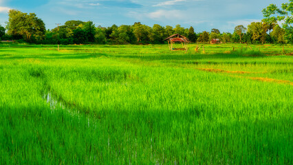 Green rice fields grown by cuttings one by one
