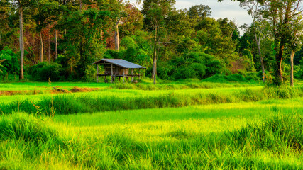 Green rice fields grown by cuttings one by one