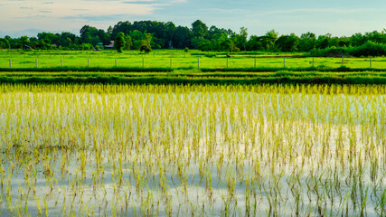 Green rice fields grown by cuttings one by one