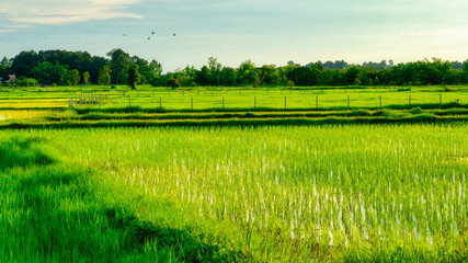 Green rice fields grown by cuttings one by one