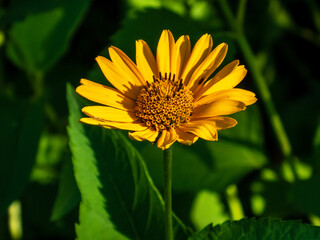 Closeup photo of a yellow heliopsis flower against a dark green background