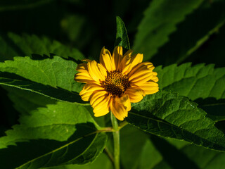 Closeup photo of a yellow heliopsis flower against a dark green background