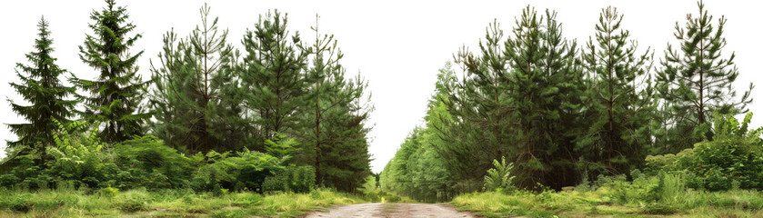 Fototapeta premium A serene dirt road cutting through a lush green forest of tall pine trees. Perfect for nature, outdoor, and scenic photography.