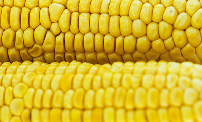 Two rows of corn kernels, close-up, showing their bright yellow color and plump texture.